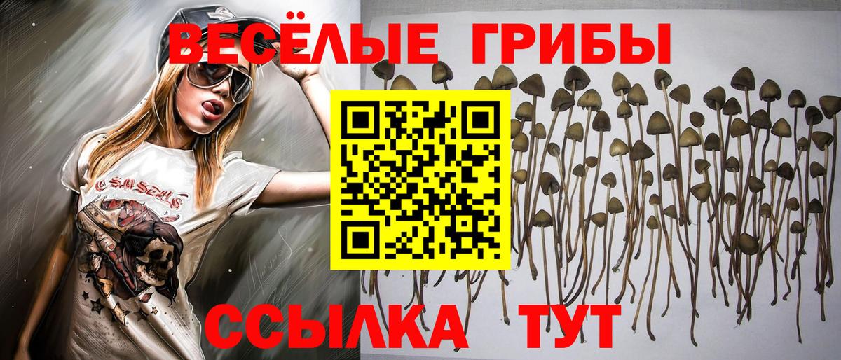 Татарск  купить наркотик  Вход с VPN  Псилоцибиновые грибы мицелий 